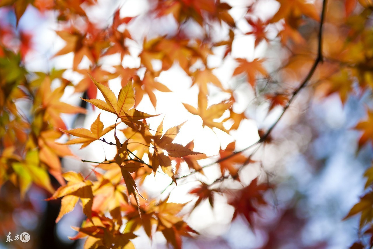 一到秋天就过敏怎么办,秋天脸过敏发痒发红怎么治
