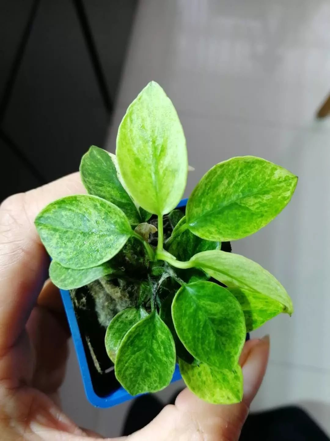 水榕需要种在水草泥里吗,水草造景生命之树