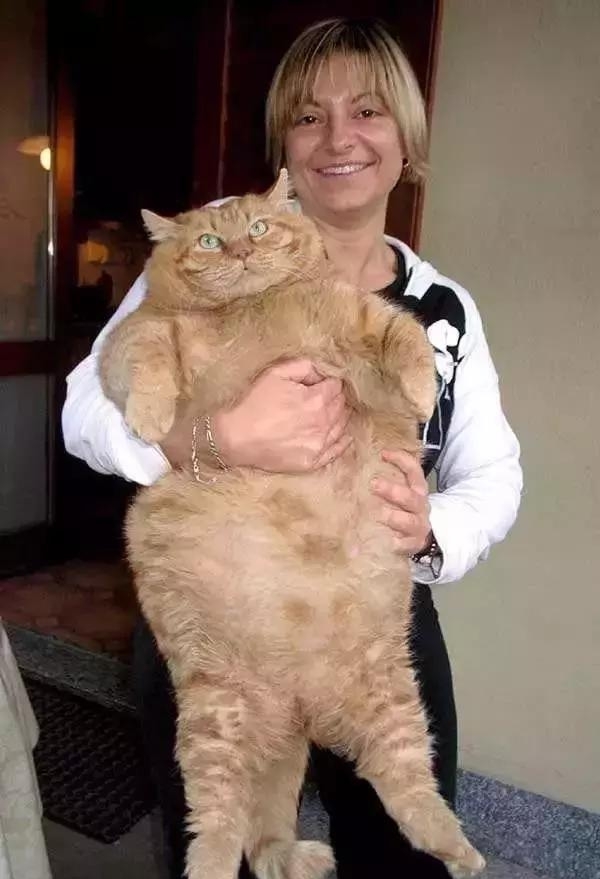 原来对橘猫有这么多误解！看完竟然没有后悔···