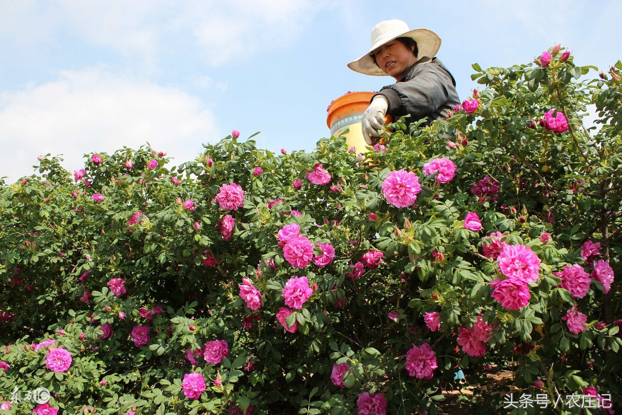 江苏这几处“农家乐园”能让你过足农村瘾？