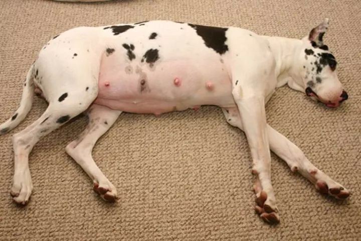 怎样判断狗狗是怀孕还是腹水,狗狗如何判断主人怀孕