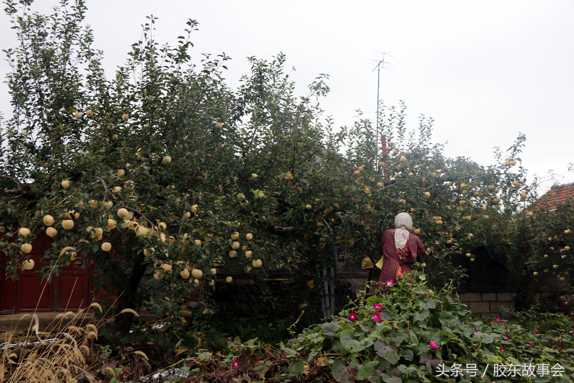 烟台红富士苹果新鲜水果2-2.5斤,烟台红富士苹果12月份还在采摘吗