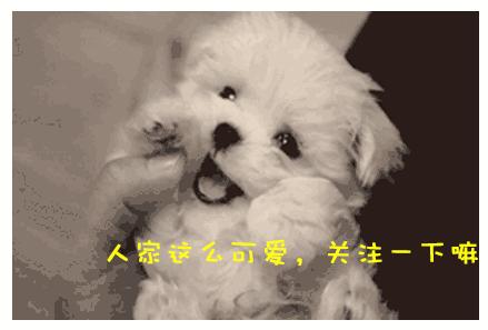 想养宠物,萨摩耶会不会太大了?还行