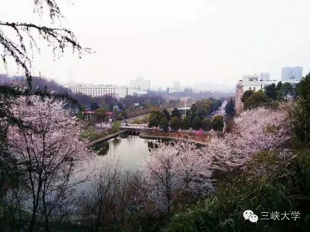 周末去三里街公园看花,周末游三凤山看桃花