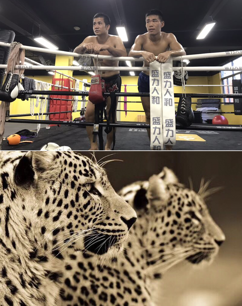 张成龙glory冠军,glory张成龙完整版