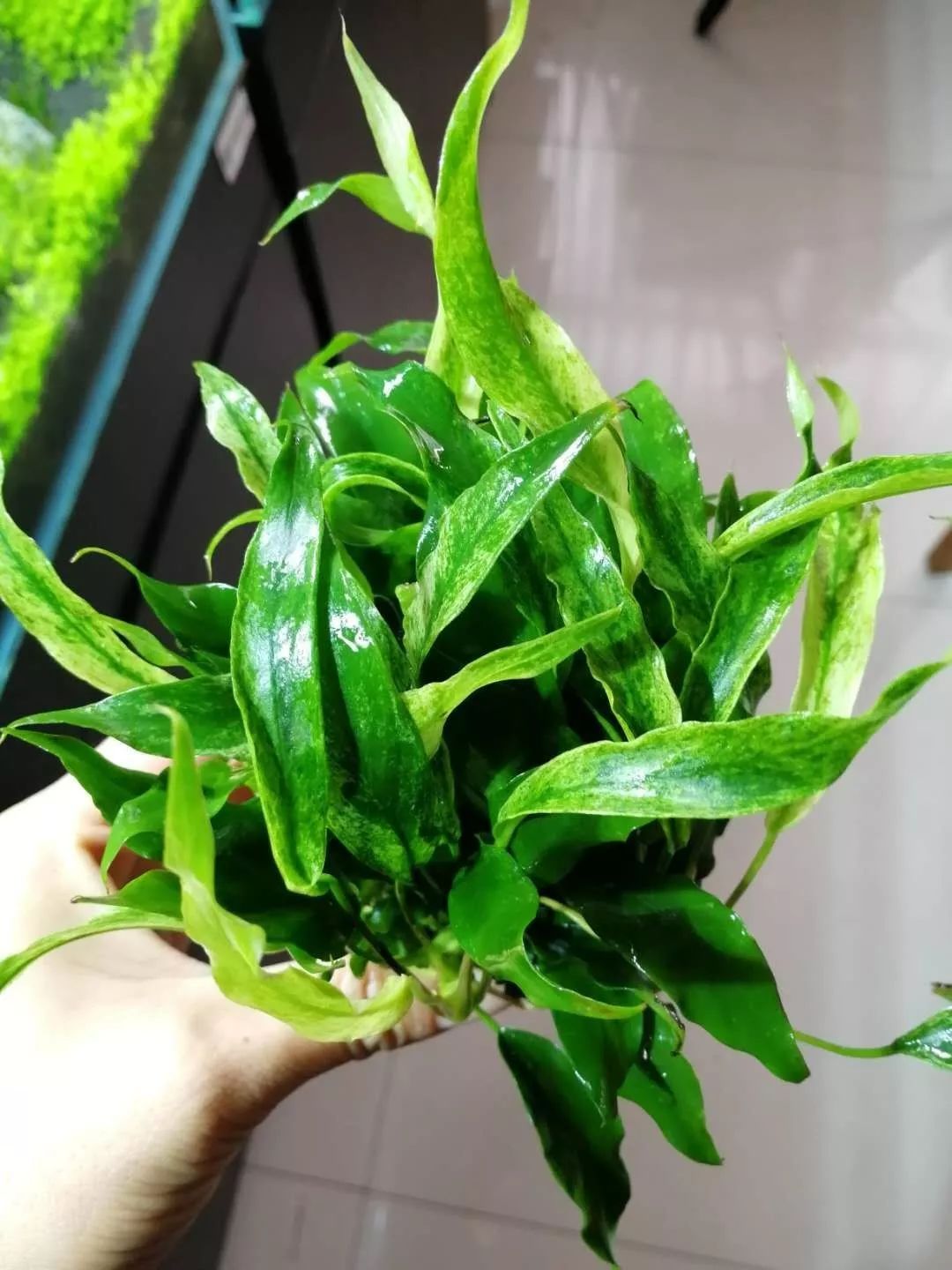 水榕需要种在水草泥里吗,水草造景生命之树