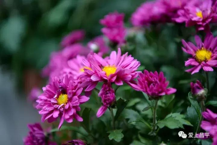 大家好，给大家介绍一下，这是我们昌平小汤山的看家宝！