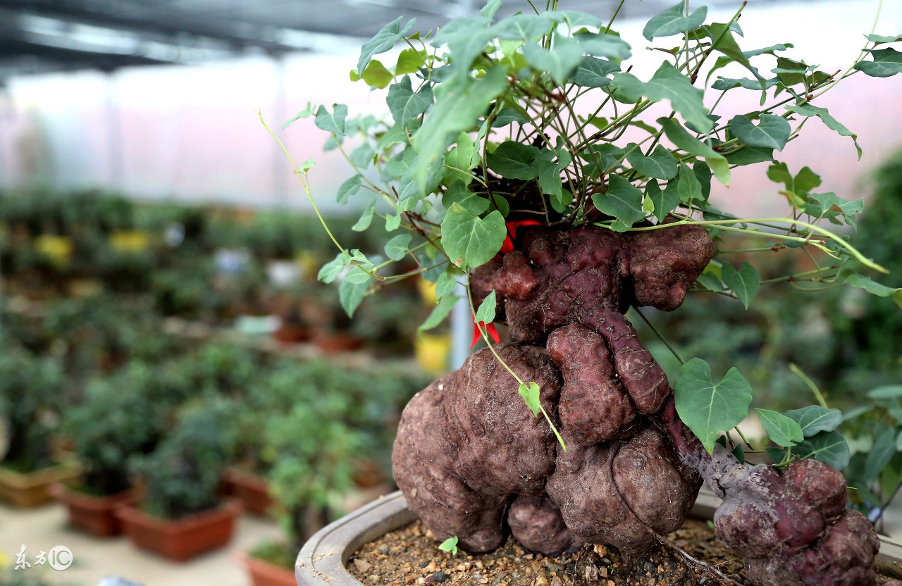 中药何首乌对肝有伤害吗,何首乌伤肝案例