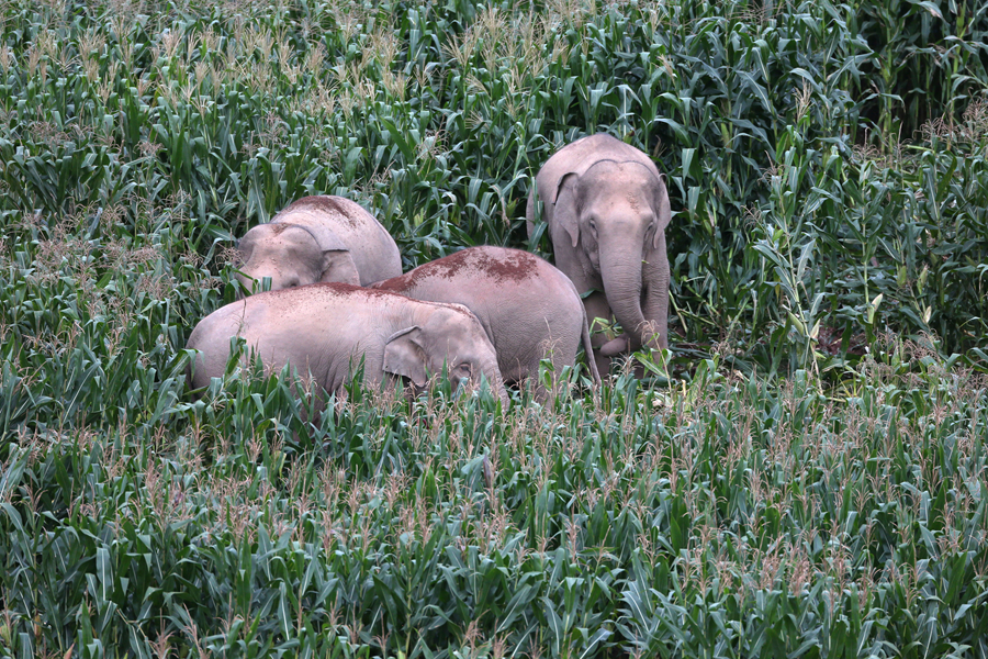猫屎咖啡和象屎咖啡,猫屎咖啡贵么