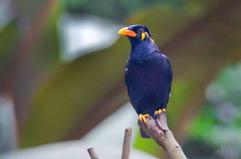 为什么大家都喜欢养八哥,为什么很多人喜欢养鹦鹉鱼