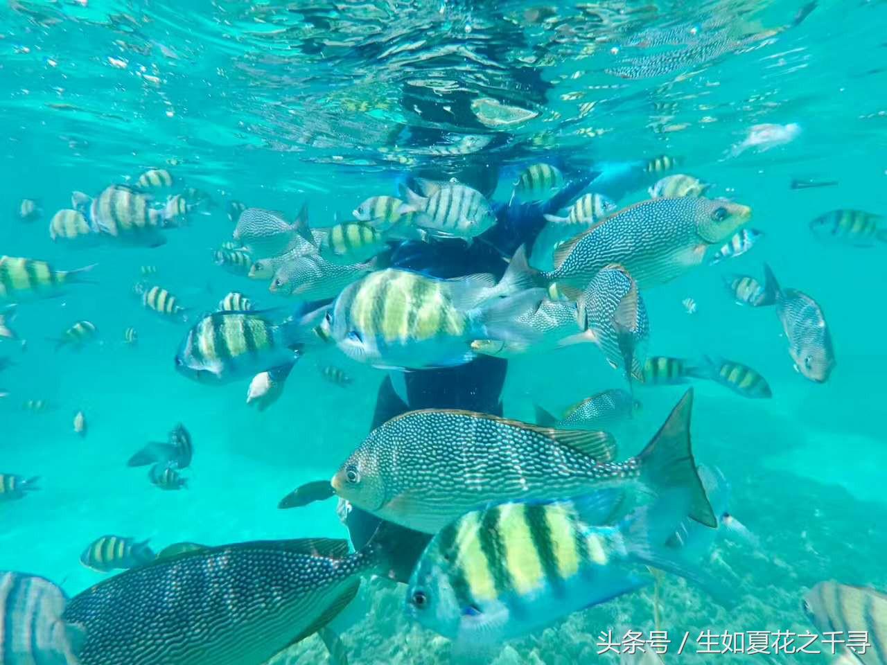 去兰卡威逗小鲨鱼，登嘉楼热浪岛浪一浪