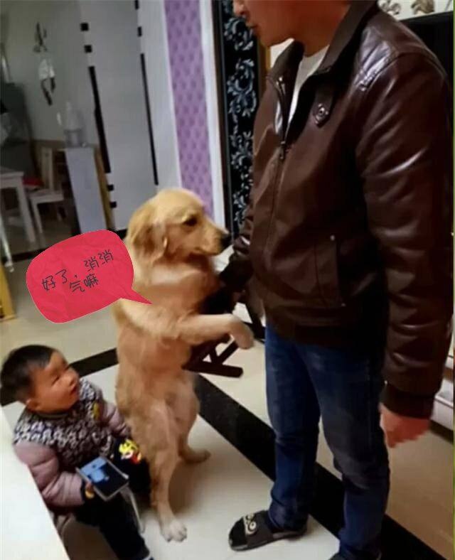 金毛被赞大暖男视频,金毛暖男主人