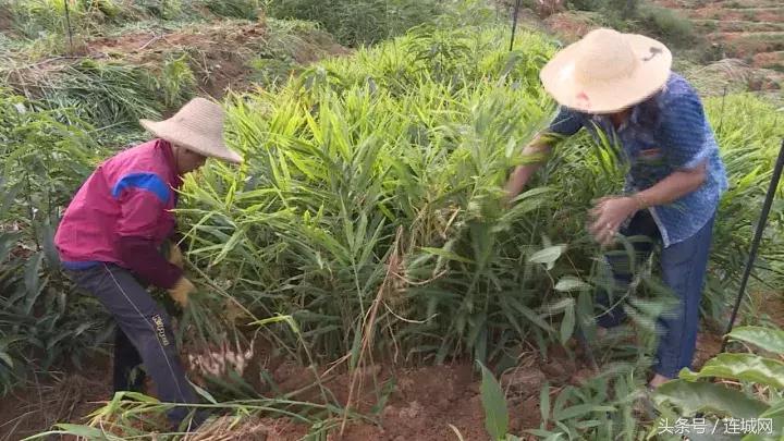 龙岩连城姑田：生姜喜获丰收特色种植助农户增收