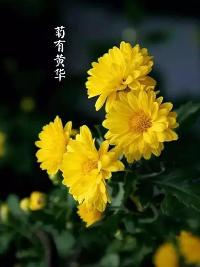 33首名作，尽现大唐荣耀289年