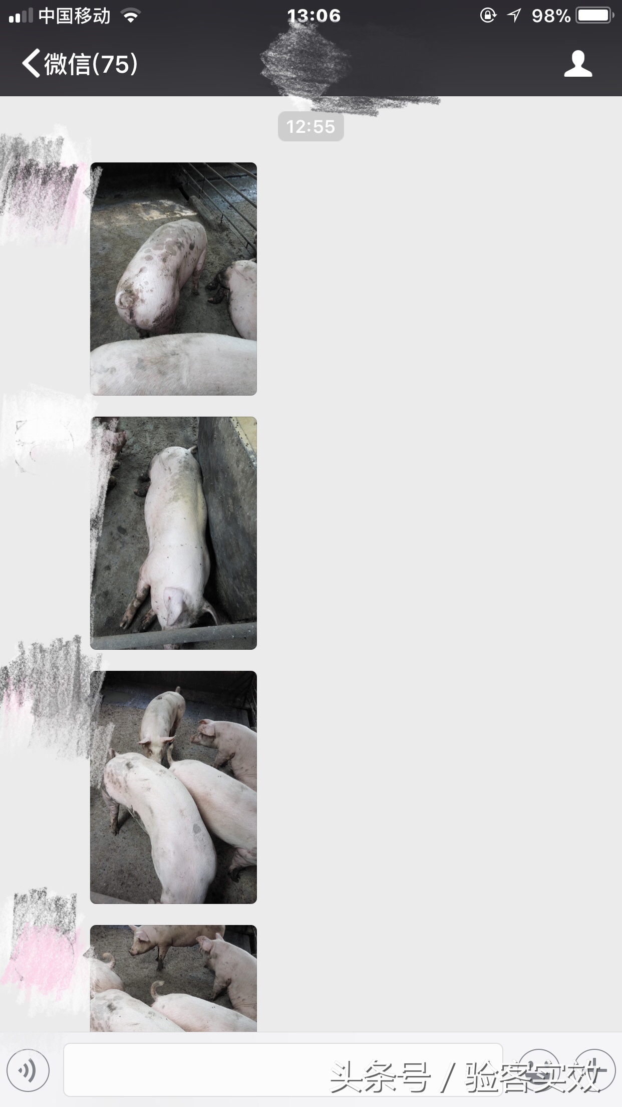 董广林母猪饲养,董广林养猪