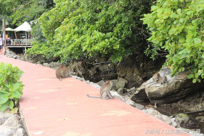去兰卡威红树林,去兰卡威怎么玩