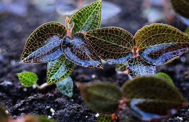 金线莲怎么养才是最好的,金线莲的养殖方法和注意事项