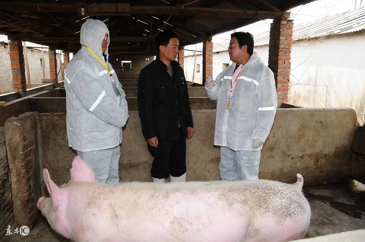 口蹄疫高发期如何防治,发生口蹄疫防治的方法和措施