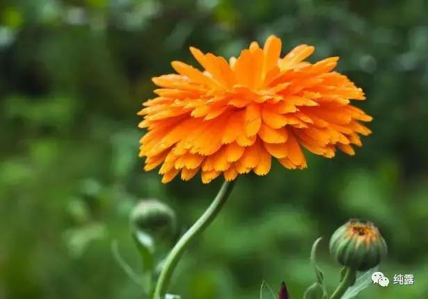 给大家分享自用的纯露,真正的三草纯露