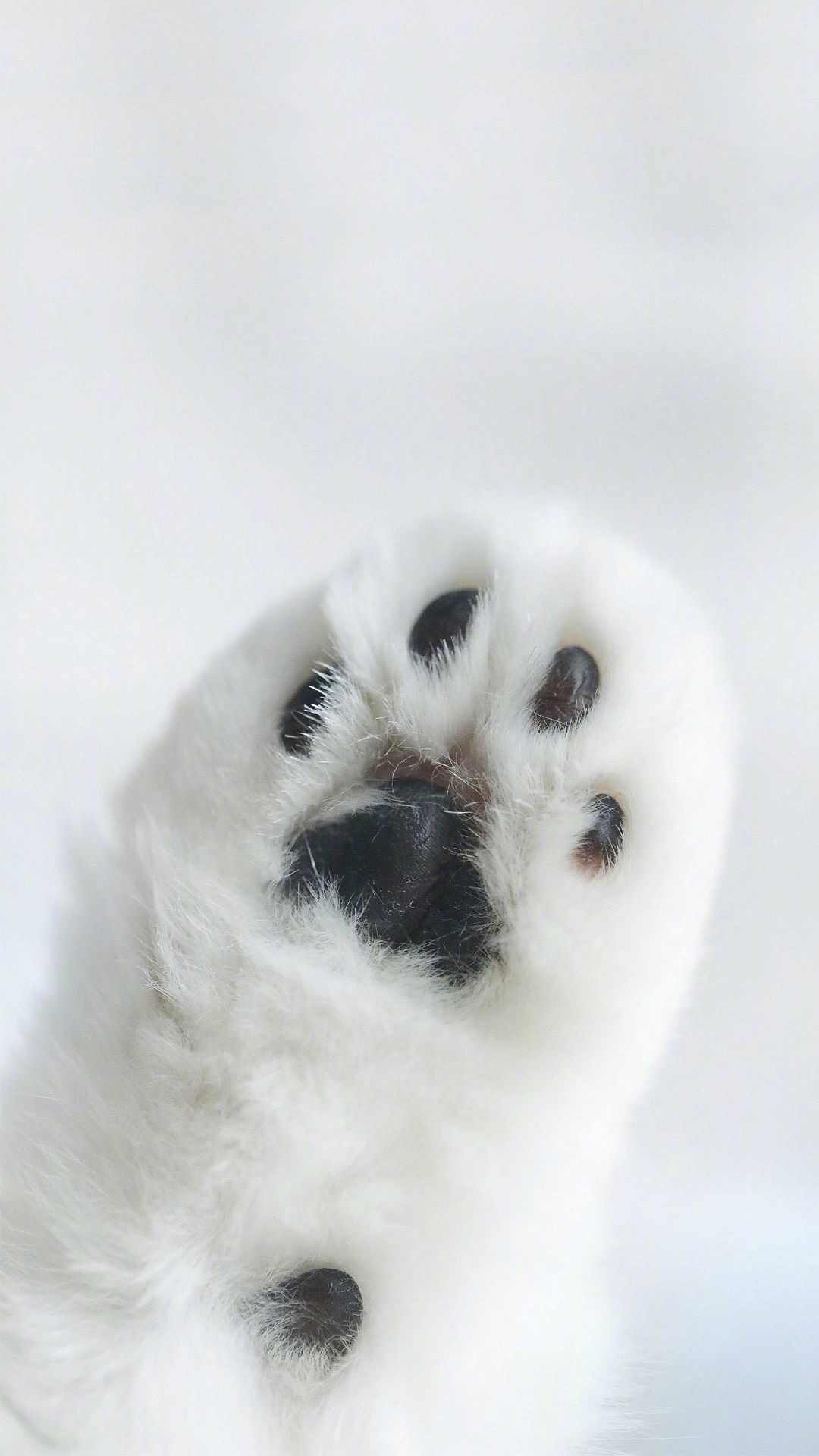 唯美1080×1920P高清壁纸锁屏画面待机背景图！请在wifi环境查看