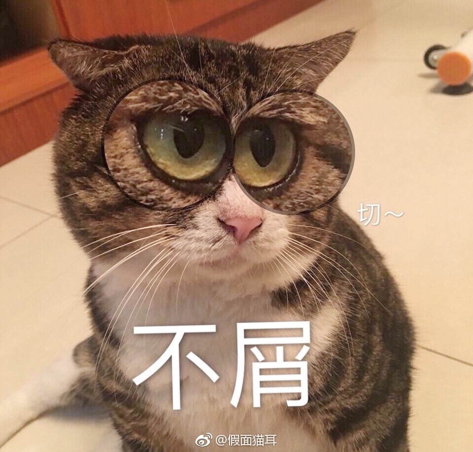 相信大家都看过这个猫的表情包,原来这些表情包是真实存在的猫咪