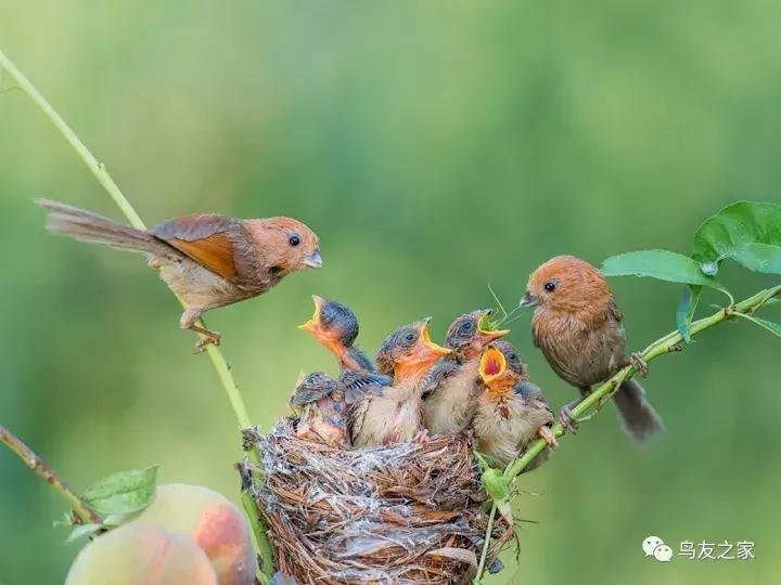 黄藤怎么挑选,黄藤鸟快速上手技巧