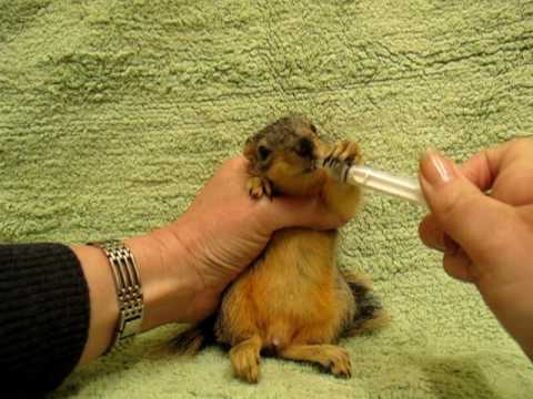 养松鼠需要打疫苗吗,养松鼠需要木屑吗