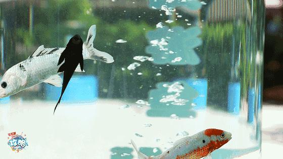 广州动物园的地图,广州动物园下一站去哪里