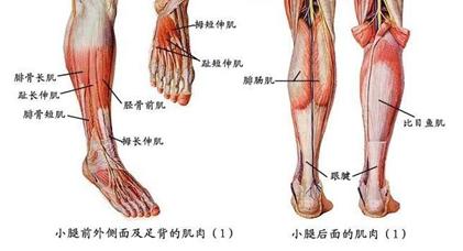 小腿粗如何变细腿男生,小腿粗如何训练