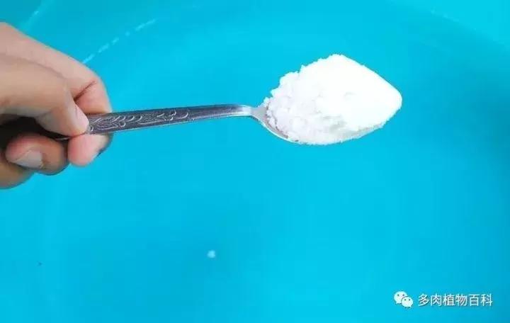 怎么防治多肉病虫害,多肉植物怎么预防白化病