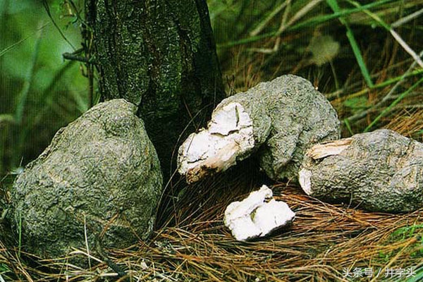 静功导引|《服气精义论》九篇,接地气的修习法,看了就能做