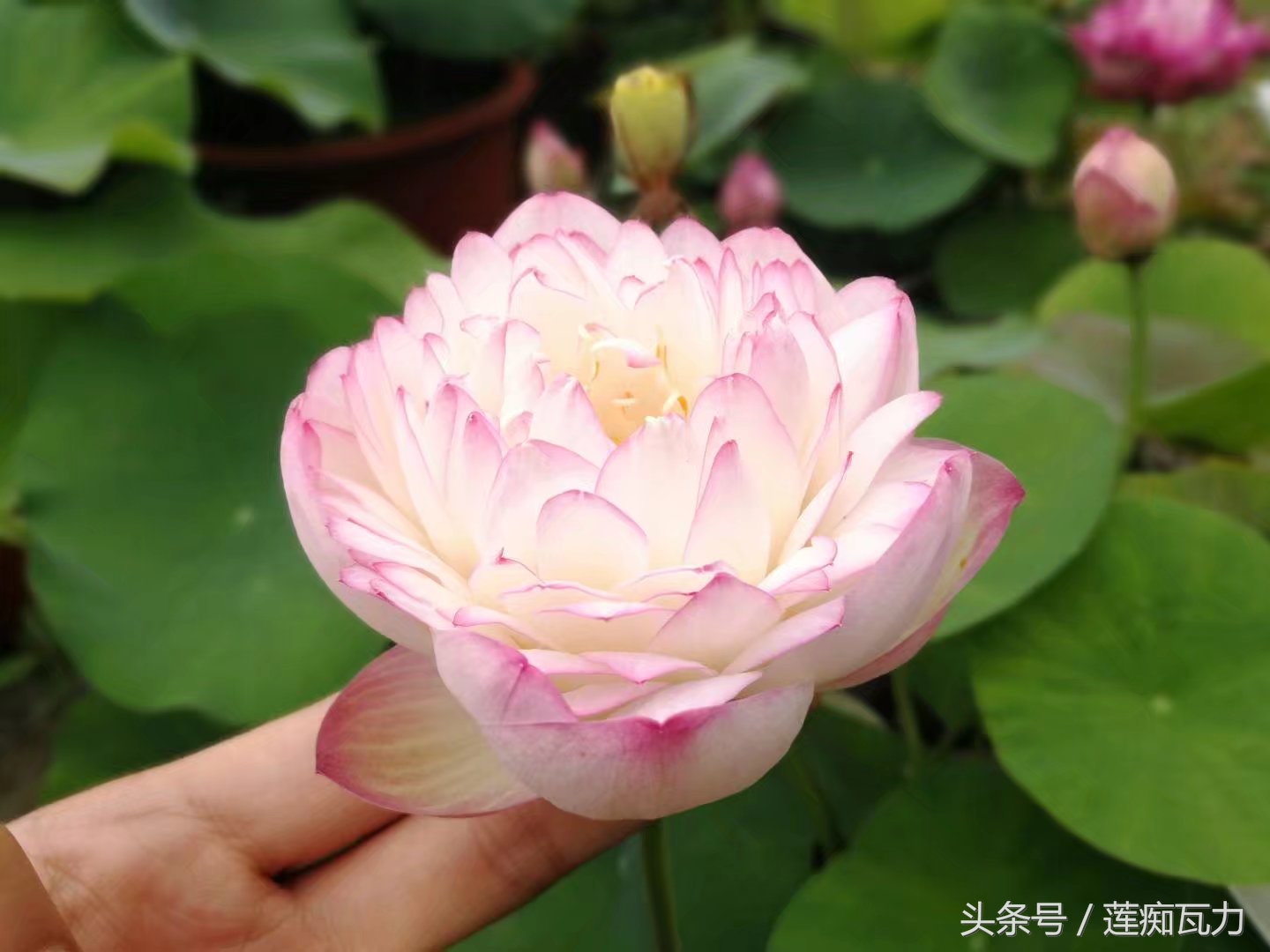 碗莲种植三大坑,碗莲种植记录和图片