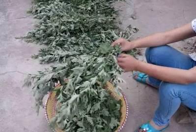 用艾草洗头怎么感觉头皮痛,用艾草水洗头头痒的原因