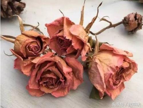 黄皮玫瑰色口红,兰蔻黄皮显白口红秋冬