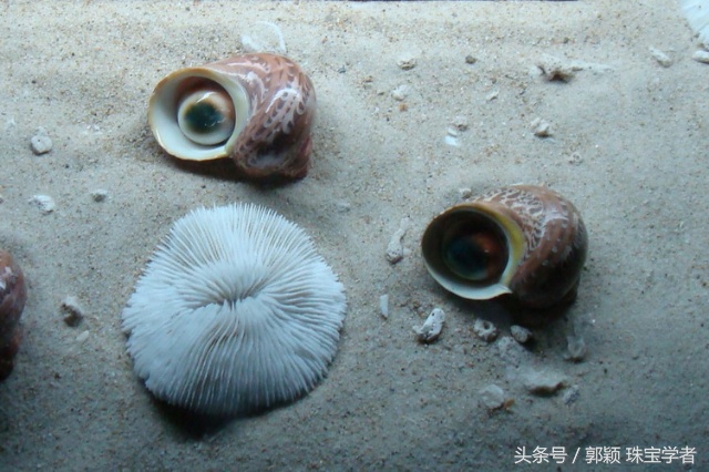 能戴在身上的美味,好吃更好看!