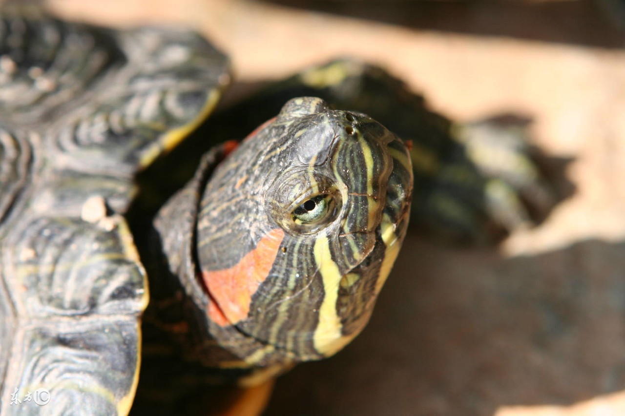 乌龟为什么长寿百科,乌龟长寿中国故事