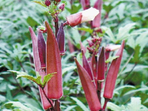 秋葵什么季节吃最好呢,秋葵适合什么季节吃最好