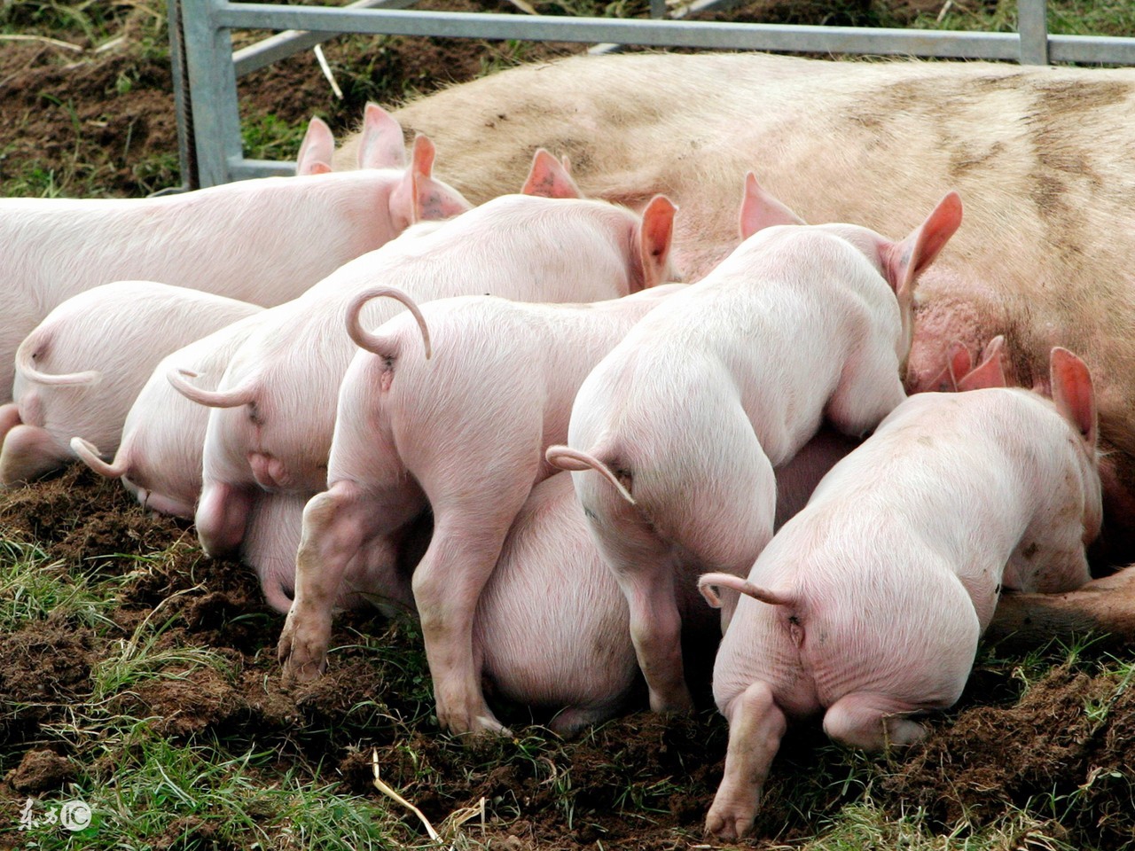 仔猪饲料中毒怎么缓解,仔猪补铁中毒什么症状怎么处理