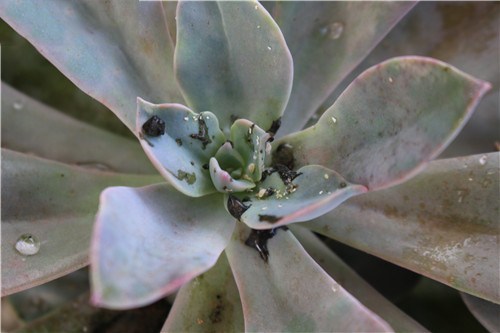 多肉生病了怎么治疗,多肉反复生病怎么治