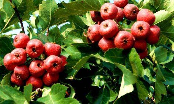 胃不好有胃病的人需要注意哪几点,胃不好的8种人不能吃