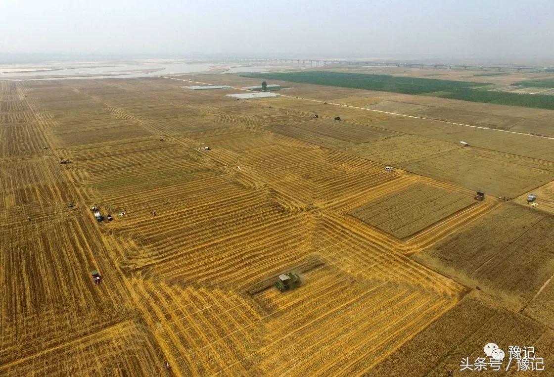 原阳为什么产大米,央视评价原阳大米