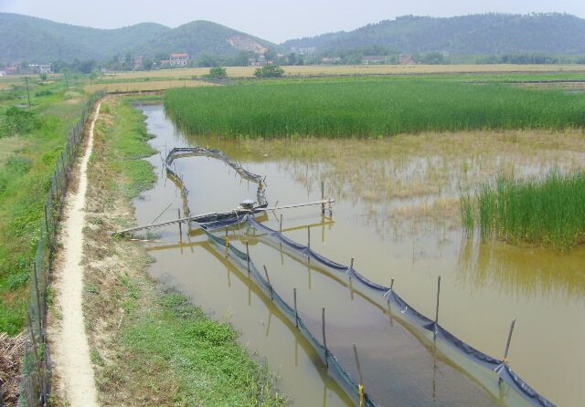 稻虾共作生态高效养殖关键技术,池塘虾稻养殖技术
