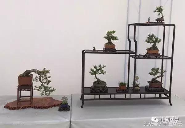 如何看待盆景的技法,盆景入坑的十大感受