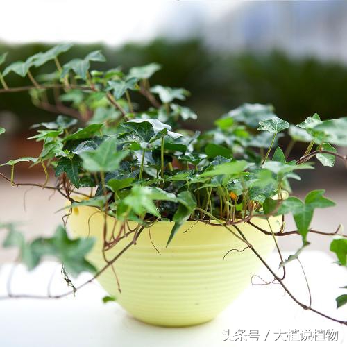 北方庭院背阴种什么最好,阳台背阴种什么好