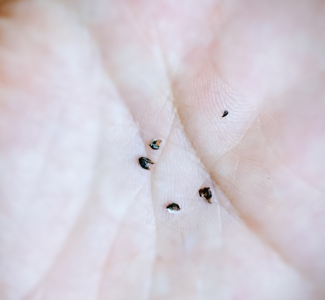 一个月狗狗剪指甲正确方法,养狗妙招大全