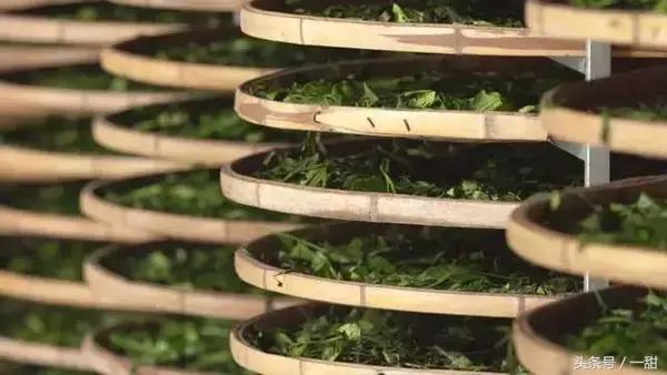 食材特典｜关于抹茶的真相都在这里（深度文）