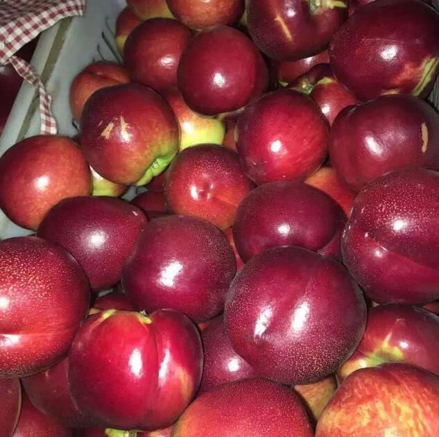 温室油桃,大棚油桃的简介