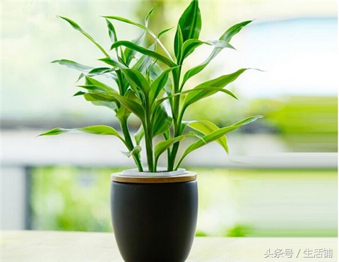 烂根怎么补救,烂根最佳补救方法