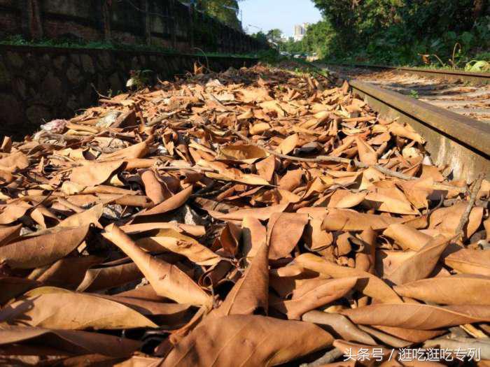 广州火车站的那些回忆,广州旧珠江桥铁路桥