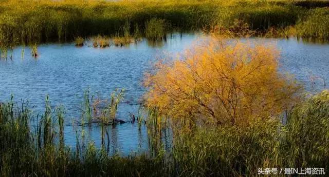 上海免费景点排行榜前十名,2022春节上海景点免费开放